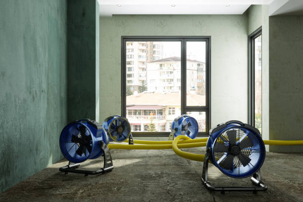Best Mold removal after water damage  in Becker, MN